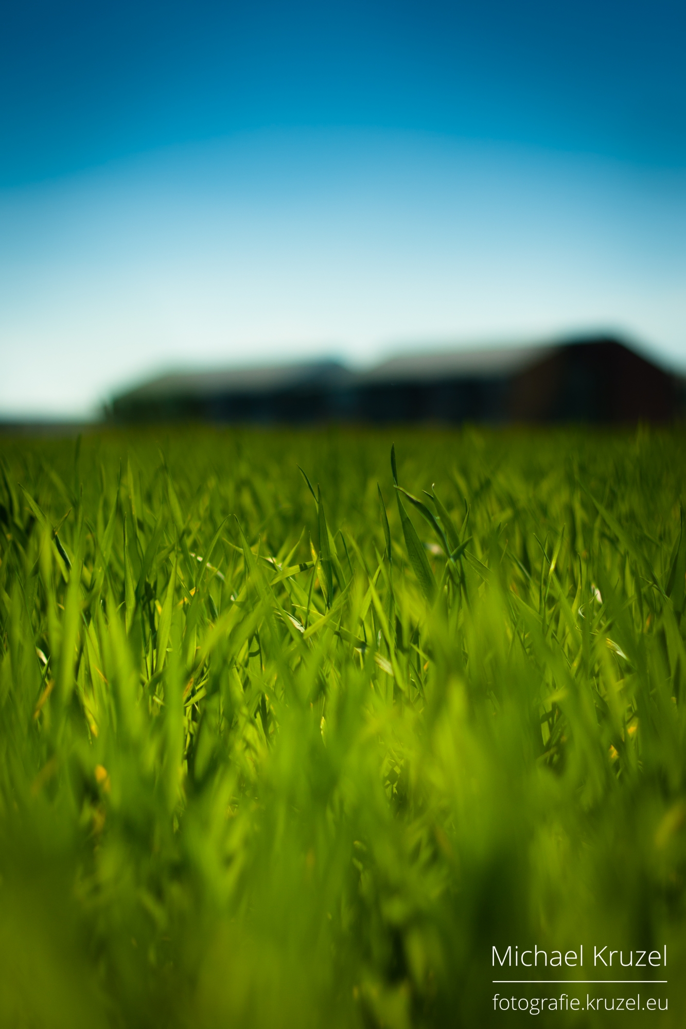  Grass